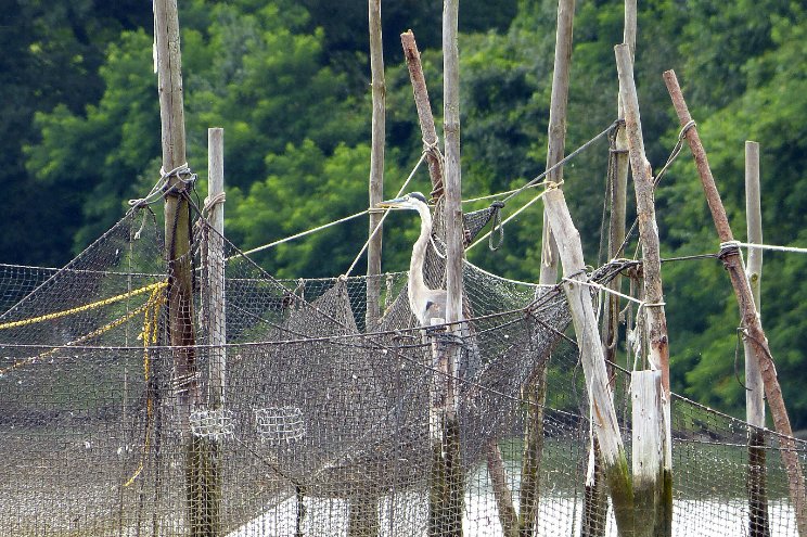 Inspecting fishing nets